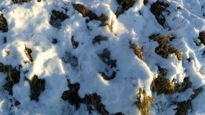 ОХОТА НА КУРОПАТКУ С ПНЕВМАТИКОЙ /// ПРОВЕРКА СИЛКОВ НА КУРОПАТОК