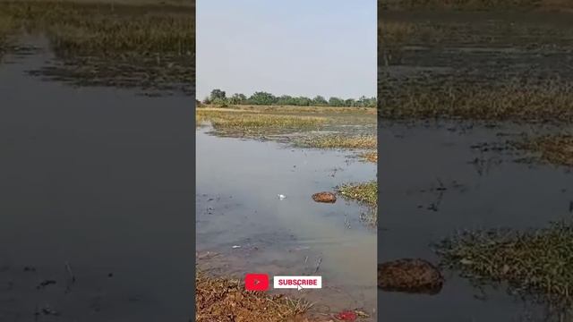 Sodium metal exploded on contact with pond water 💥💥💥 смотреть онлайн