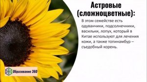 УРОК 13|7 класс. Семейства Паслёновые, Мотыльковые (Бобовые) и Сложноцветные (Астровые)
