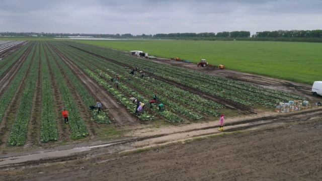 Технологія вирощування ранньостиглої капусти Заріссіма RZ F1 (Епізод 4) смотреть онлайн