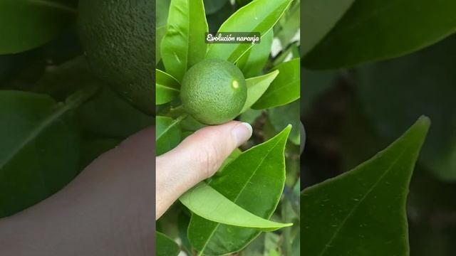 Crecimiento de Naranjitas #frutales #nutrición #huerto #fruta #plantas #aceitedeolivavirgenextra смотреть онлайн