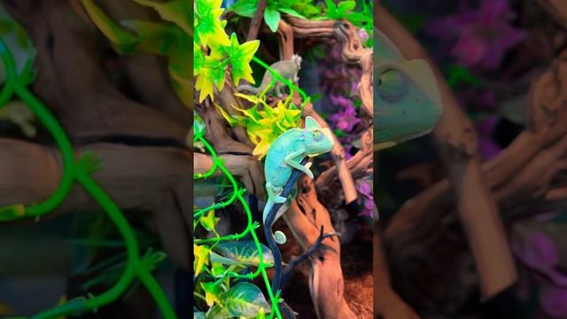 Малыши йеменского хамелеона #хамелеон#рептилии #рептилия #йемен