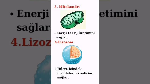 7.sınıf Fen Bilimleri 2.ünite / Hücre Organelleri Ve Görevleri  #7sınıf #fenbilimleri #hücre