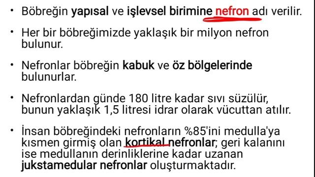 Boşaltım Sistemi 1 - Böbrek ve Nefron Yapısı смотреть онлайн