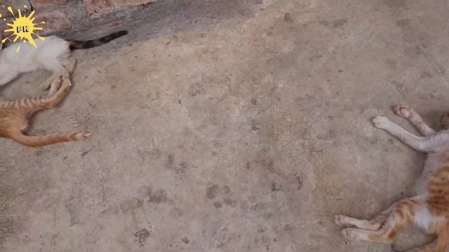 6 Chú Mèo Con Ngủ | Six Little Kittens | PH BK смотреть онлайн