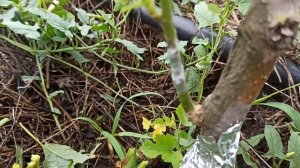 прививка Шелковицы зелёным в зелёное.