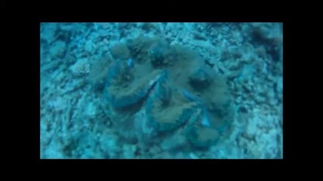 Magnetic Island Scuba Jan '12 смотреть онлайн