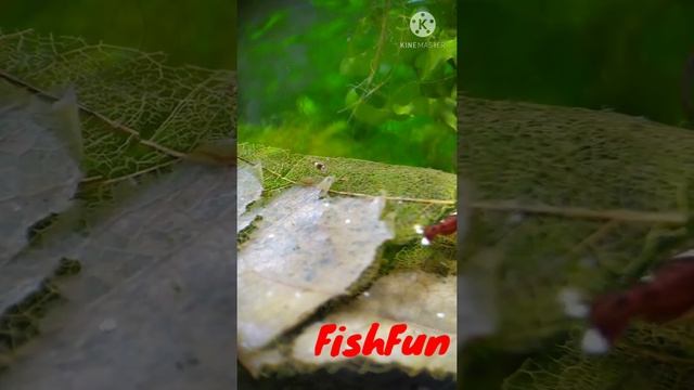 Малыш креветки❤️🦐Baby Shrimp