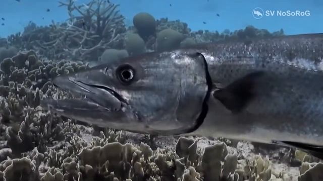 При каких условиях нападает на человека Большая барракуда (Great Barracuda) — Sphyraena Barracuda ?