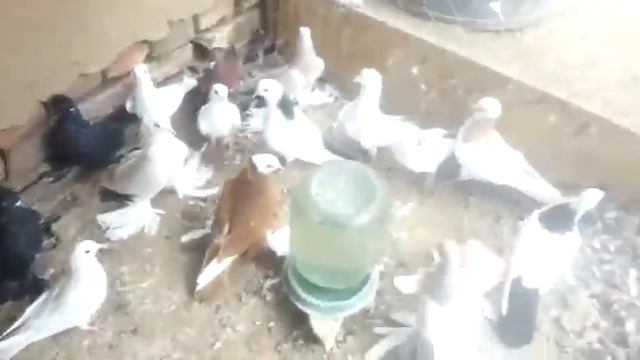 Голубеводы Казахстана