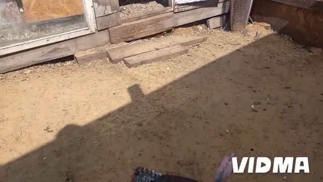 Клетки снова заполняются.