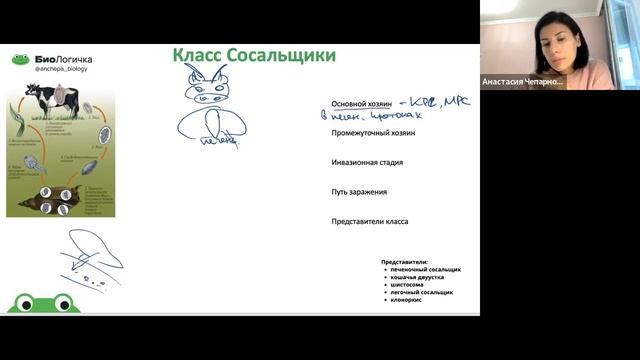 Зоология Тип плоские черви смотреть онлайн