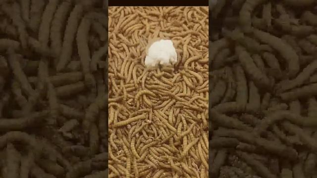 Mealworms VS Cauliflower смотреть онлайн