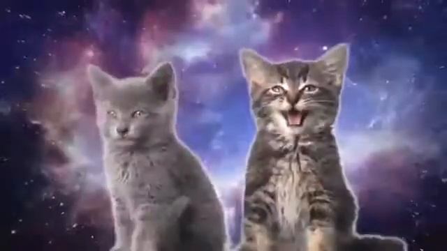 Котятки муррррр😍😍😍