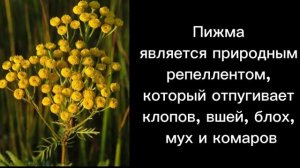 Пижма польза и вред#пижма#растения#лечебныерастения