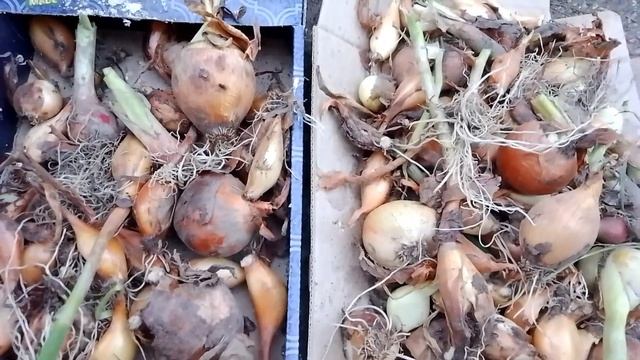 Жарко.Собрали свой урожай лука.Плюс лук на посадку.Боярышник.Гречневая каша с салатом.Сирены. смотреть онлайн