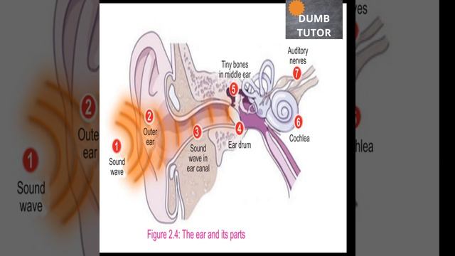 EAR ANATOMY | for 6th Grade смотреть онлайн