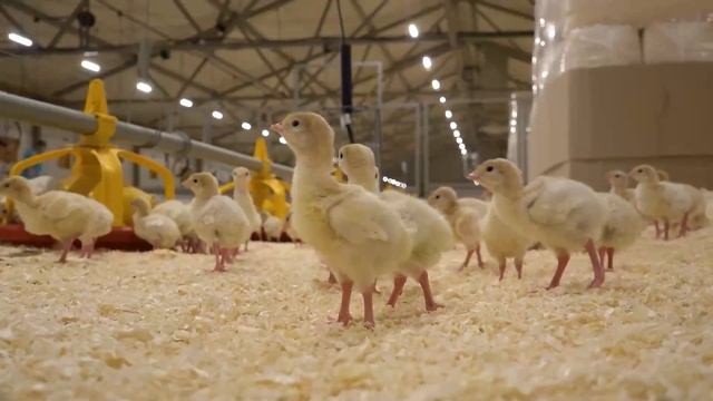 Дамате - производство продукции по стандартам Халяль смотреть онлайн