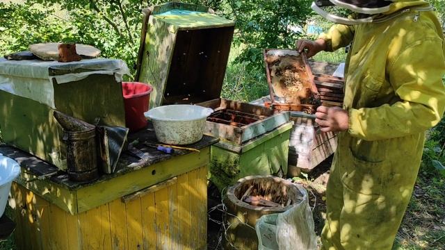 Пчеловодство.Опять словил ДОБРЫЙ бродячий РОЙ! Роеловство в дуплянке.Словил добрый рой пчёл в лесу. смотреть онлайн