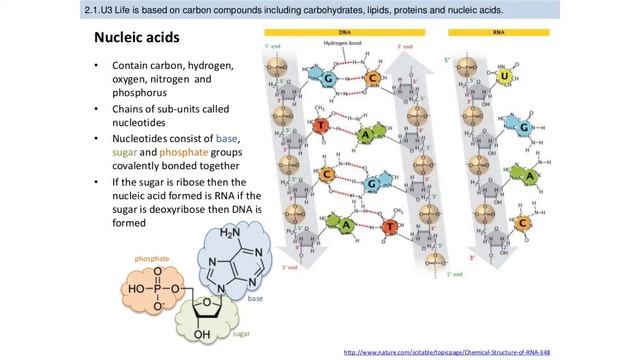 IB Biology: 2.1 Molecules to Metabolism смотреть онлайн