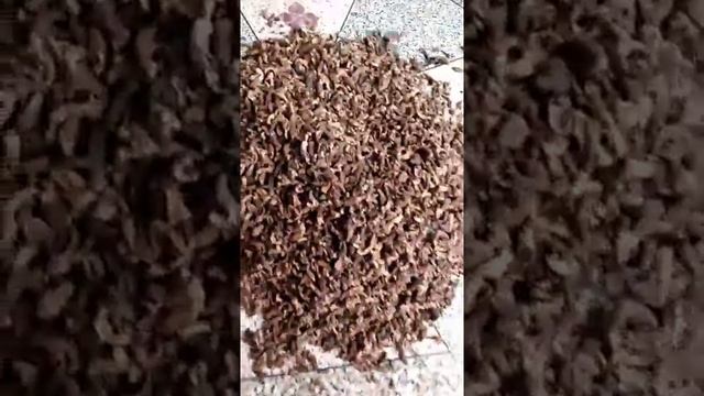 Morel Mushroom смотреть онлайн