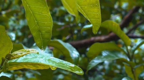 Esther Abrami No 4 Piano Journey