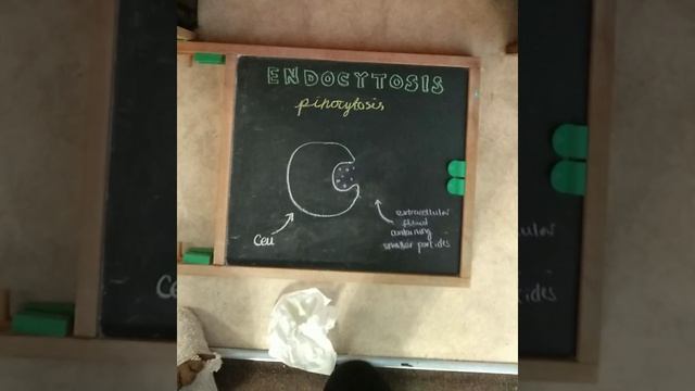 Endocytosis and Exocytosis A Level Biology смотреть онлайн