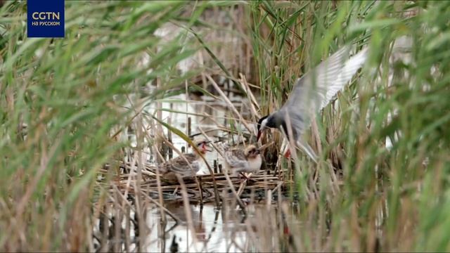 В Список всемирного наследия ЮНЕСКО внесены новые участки побережья Желтого моря и Бохайского залив