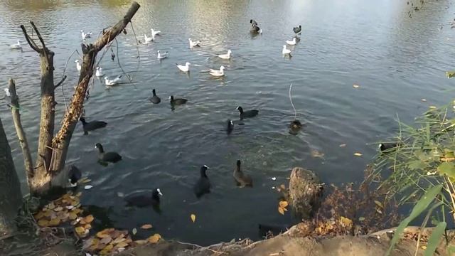 Кормлю птичек на выходных