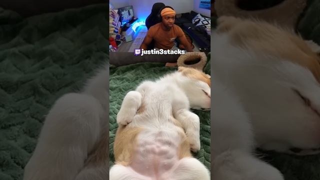 The Digestive System Of A Dog While Sleeping