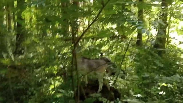 моё хозяйство/выходим со зверями из леса/звери едят траву смотреть онлайн