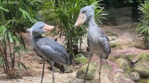 Китоглав: Самая Необычная Птица в Мире - Удивительные Факты и Тайны