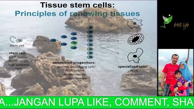Stem Cell - Sel Punca - Sel Induk - Jenis dan Tipe Stem Sel смотреть онлайн