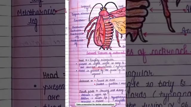 Morphology Of Cockroach  #notes | Structural Organisation In Animals | Periplaneta Americana #bio