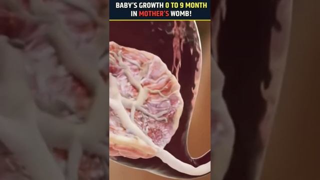 #amazingfacts #twomonthbabygrowth #factsinhindi #babygrowth #fourmonthbabygrowth #interestingfacts смотреть онлайн