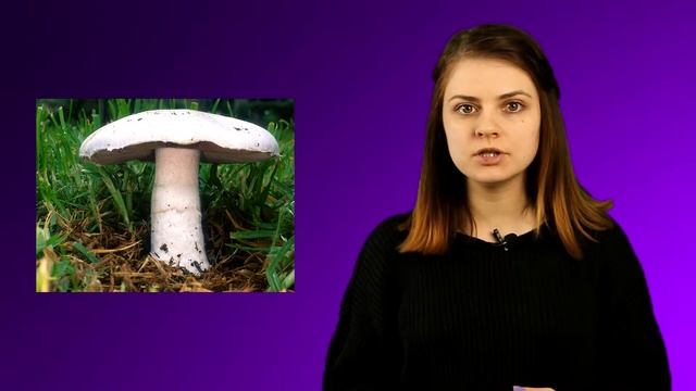32-Цікавий факт-Біологія 6 клас смотреть онлайн