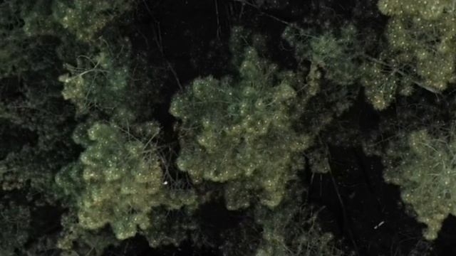 Снаяд - Разбор Ошибок Биологии | Speculative Biology