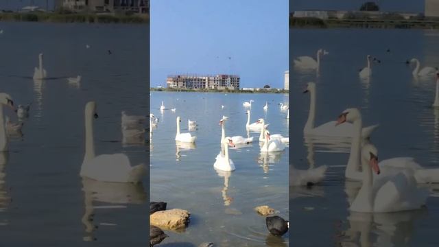 #лебеди#любимыептицы#благородностьикрасота