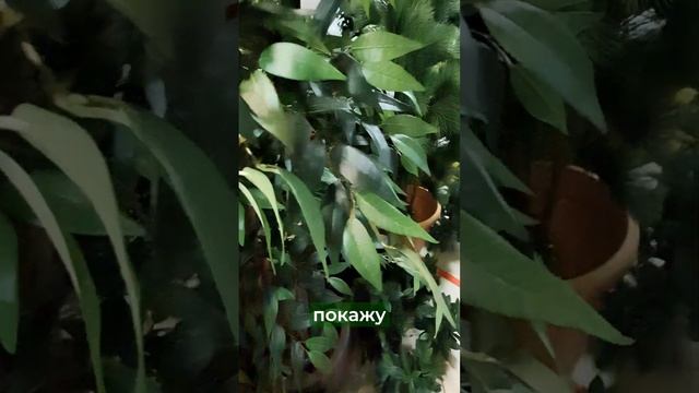 Обзор искусственных растений 🍃 смотреть онлайн