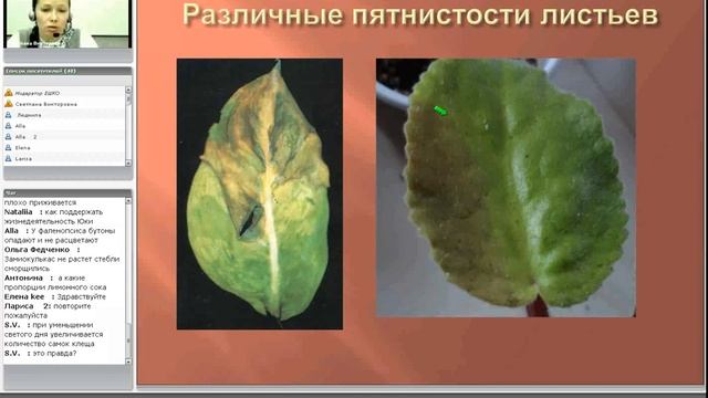 Алгоритм лечения комнатных растений смотреть онлайн