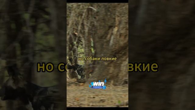 Охота собак на импалу #животные #звери #природа смотреть онлайн