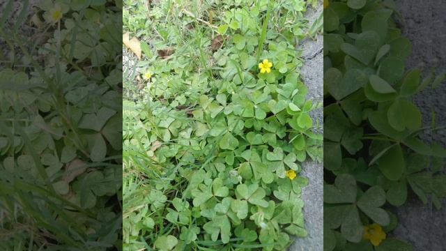 eye catching flowers 💐 🌸 🌼 for more glimpses subscribe @Anshi_life_updates #shortsvideo смотреть онлайн