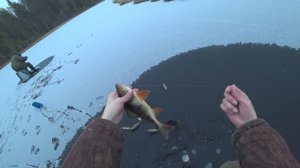 Ловля окуня на карельской ламбине. Отличный клев. Первый лед.