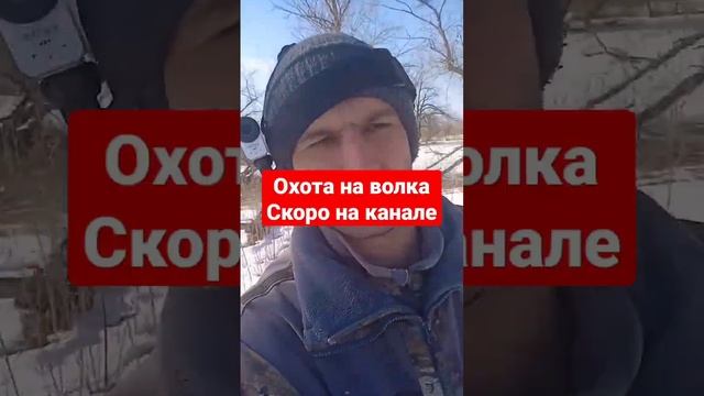 охота на волка. волки задрали лошадь. #hunting #hunter #dog #охотанаволка смотреть онлайн