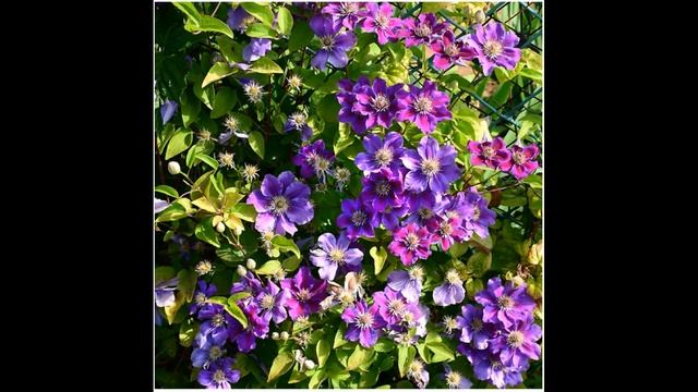 Клематис ашва (ashva — - фото і опис сорту, група обрізки, посадка і догляд