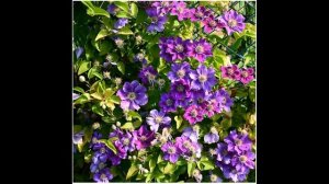 Клематис ашва (ashva — - фото і опис сорту, група обрізки, посадка і догляд