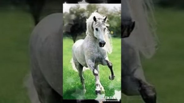 Запряги мне коней.