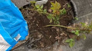 Обрезка роз после неудачной зимы 07.05.2024