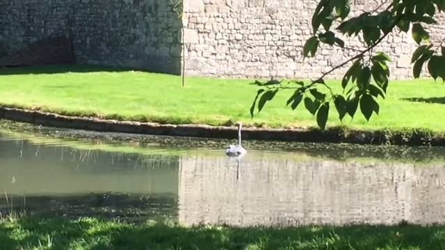 Охота цапли смотреть онлайн