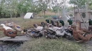 Руанские утки. Октябрь 2024. #duck #rouenduck
#duck #rouenduck